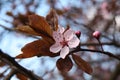 ÃÅ¡liwa wiÃâºniowa, Prunus cerasifera, myrobalan plum